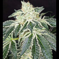 Queen of Diamonds Feminized Cannabis Seeds By Twenty20 Mendocino Twenty20 Mendocino