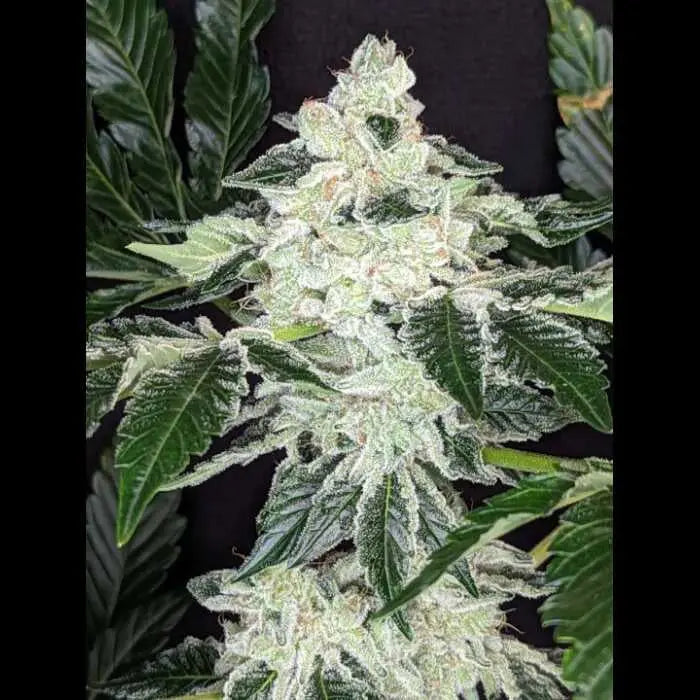 Queen of Diamonds Feminized Cannabis Seeds By Twenty20 Mendocino Twenty20 Mendocino