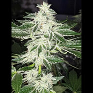 Queen of Diamonds Feminized Cannabis Seeds By Twenty20 Mendocino Twenty20 Mendocino