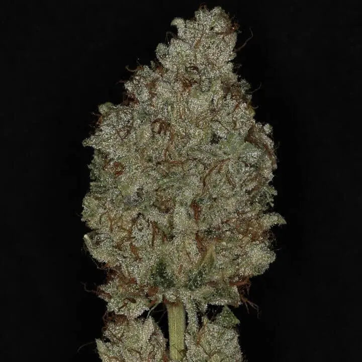 Queen of Diamonds Feminized Cannabis Seeds By Twenty20 Mendocino Twenty20 Mendocino