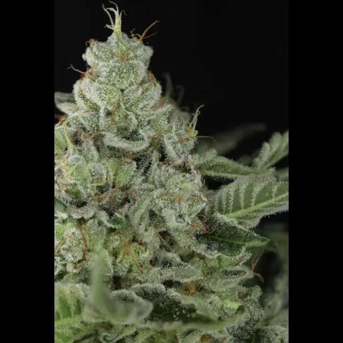 Queen of Diamonds Feminized Cannabis Seeds By Twenty20 Mendocino Twenty20 Mendocino