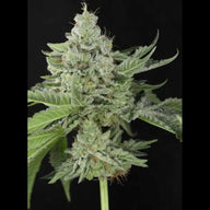 Queen of Diamonds Feminized Cannabis Seeds By Twenty20 Mendocino Twenty20 Mendocino