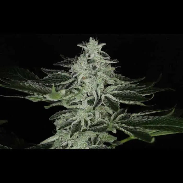 Queen of Diamonds Feminized Cannabis Seeds By Twenty20 Mendocino Twenty20 Mendocino