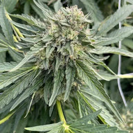 Rainbow Runtz Feminized Cannabis Seeds By BigMike's Genetics BigMike's Genetics
