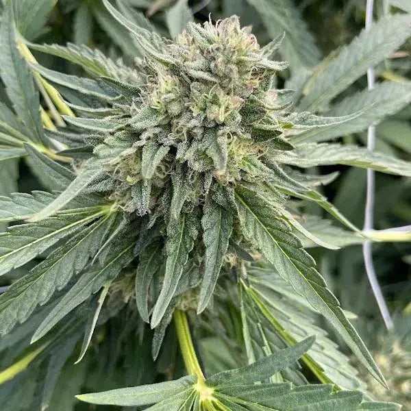 Rainbow Runtz Feminized Cannabis Seeds By BigMike's Genetics BigMike's Genetics