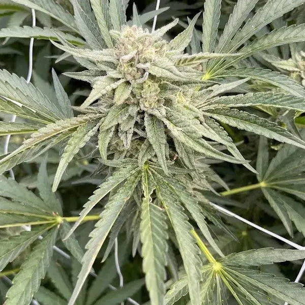 Rainbow Runtz Feminized Cannabis Seeds By BigMike's Genetics BigMike's Genetics