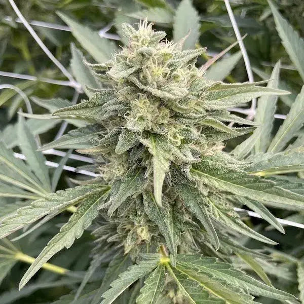 Rainbow Runtz Feminized Cannabis Seeds By BigMike's Genetics BigMike's Genetics