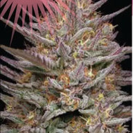 Raspberry Parfait Feminized Cannabis Seeds By Humboldt Seed Company Humboldt Seed Company