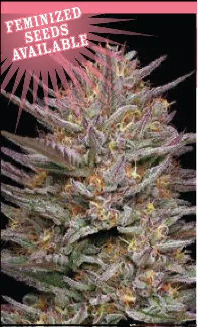 Raspberry Parfait Feminized Cannabis Seeds By Humboldt Seed Company Humboldt Seed Company