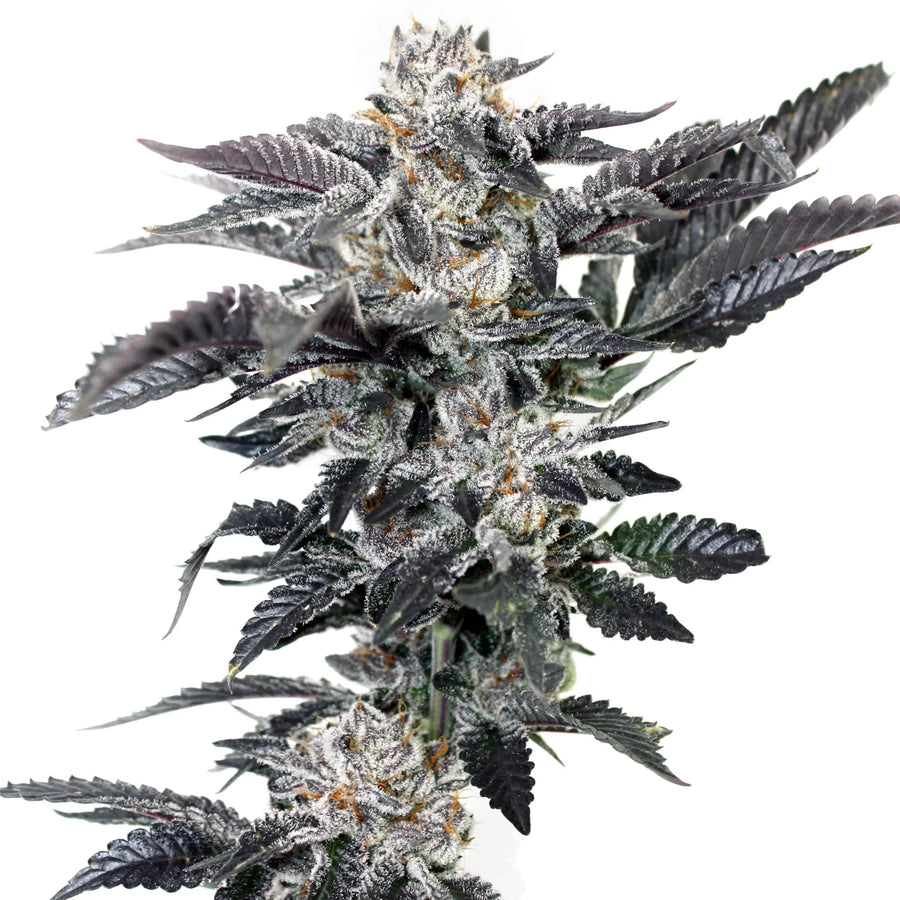 Reef Rider Feminized Cannabis Seeds By Elev8 Seeds Elev8 Seeds