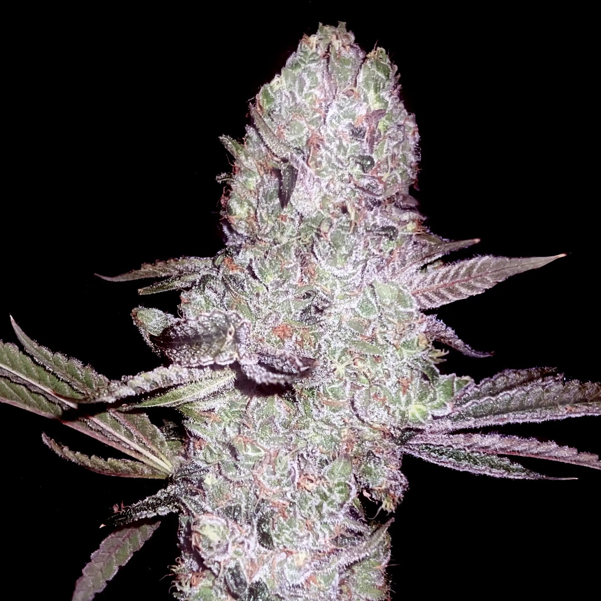 Buy Runtz Bombz Feminized Cannabis Seeds By Elev8 Seeds · Canna