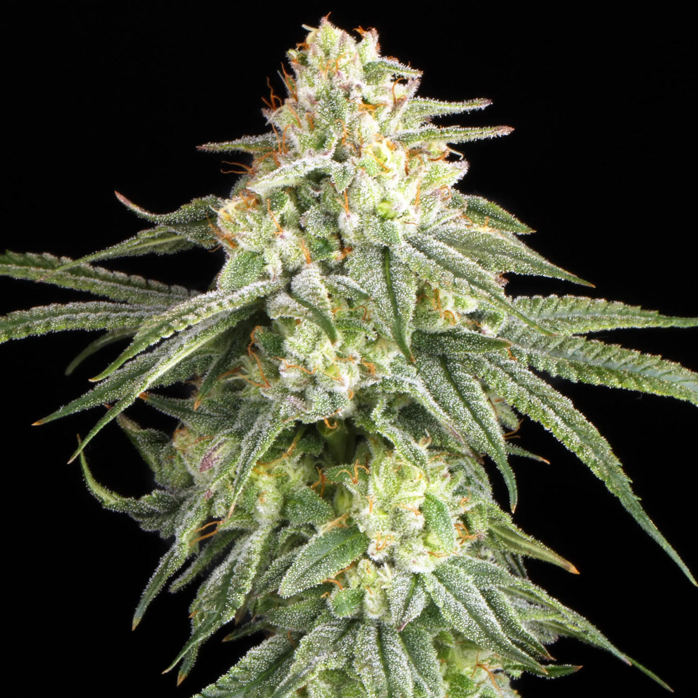 Runtztopia Feminized Cannabis Seeds By Elev8 Seeds Elev8 Seeds