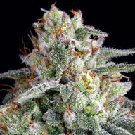 Runtztopia Feminized Cannabis Seeds By Elev8 Seeds Elev8 Seeds