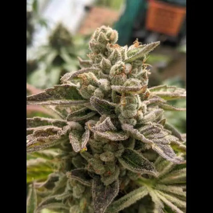 SFnG (So F’n Gassy) F2 Feminized Cannabis Seeds By Twenty20 Mendocino Twenty20 Mendocino