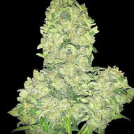 Alien Otto Autoflower Feminized Cannabis Seeds By Elev8 Seeds Elev8 Seeds