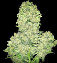Alien Otto Autoflower Feminized Cannabis Seeds By Elev8 Seeds