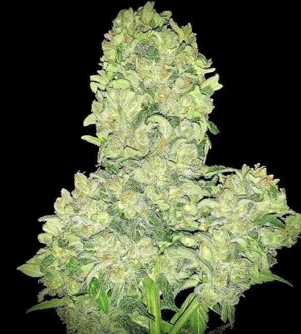 Alien Otto Autoflower Feminized Cannabis Seeds By Elev8 Seeds Elev8 Seeds