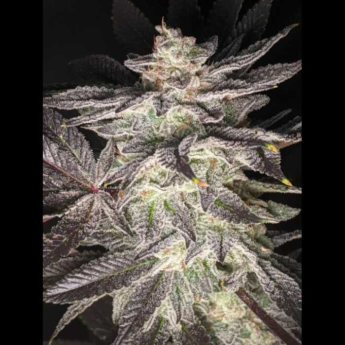 Smell of Success Feminized Cannabis Seeds By Twenty20 Mendocino Twenty20 Mendocino