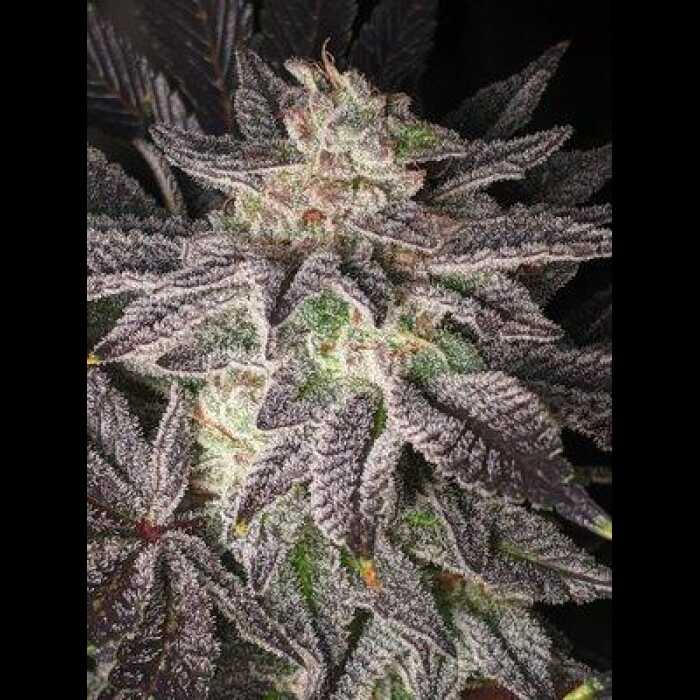 Smell of Success Feminized Cannabis Seeds By Twenty20 Mendocino Twenty20 Mendocino