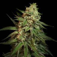 Snoop's Applefrizzle Feminized Cannabis Seeds By Elev8 Seeds Elev8 Seeds