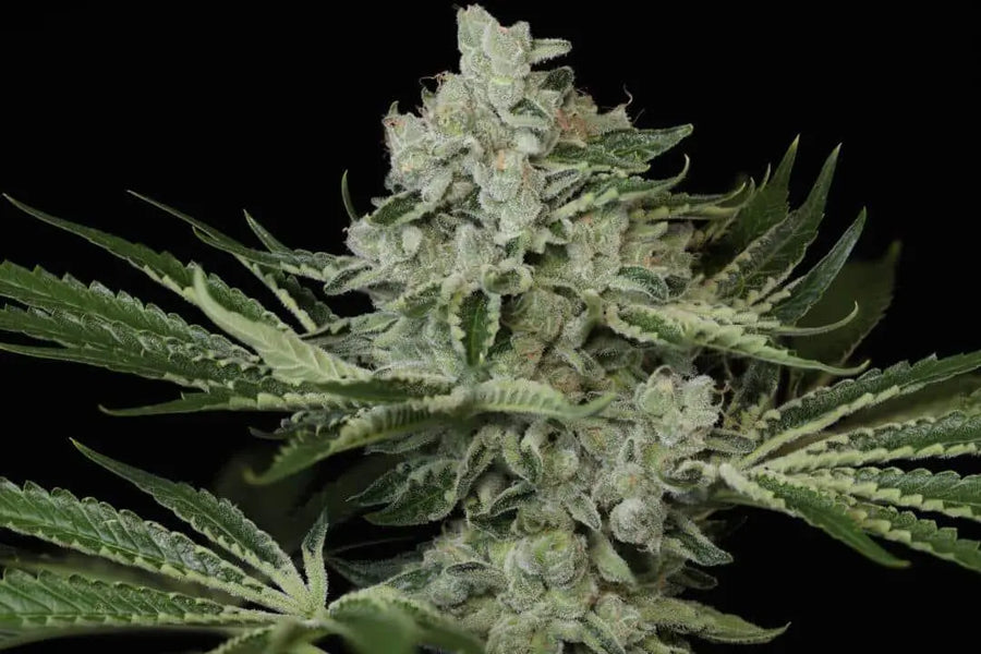 Snow-G Feminized Cannabis Seeds By Twenty20 Mendocino Twenty20 Mendocino