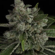 Snowblower Feminized Cannabis Seeds By Twenty20 Mendocino Twenty20 Mendocino