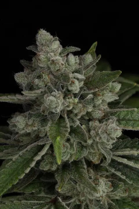 Snowblower Feminized Cannabis Seeds By Twenty20 Mendocino Twenty20 Mendocino