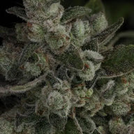 Snowblower Feminized Cannabis Seeds By Twenty20 Mendocino Twenty20 Mendocino