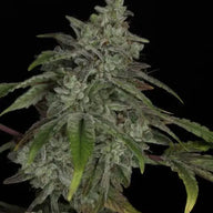 Snowblower Feminized Cannabis Seeds By Twenty20 Mendocino Twenty20 Mendocino