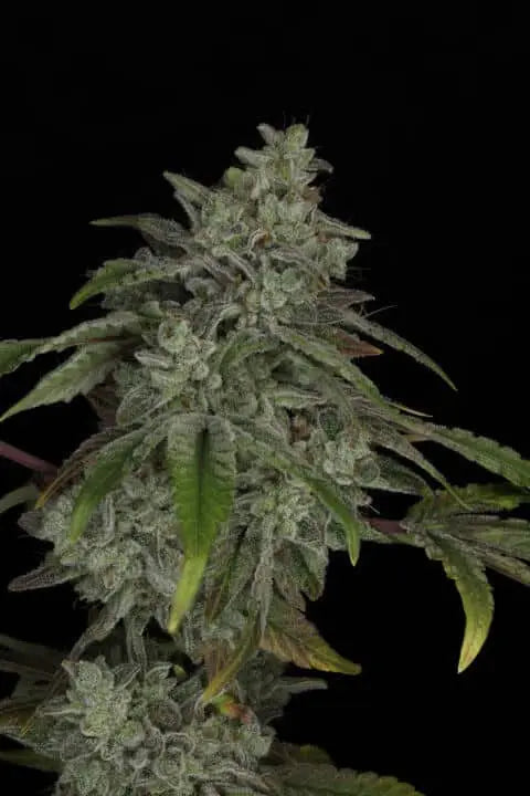 Snowblower Feminized Cannabis Seeds By Twenty20 Mendocino Twenty20 Mendocino