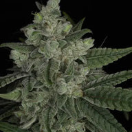 Snowblower Feminized Cannabis Seeds By Twenty20 Mendocino Twenty20 Mendocino