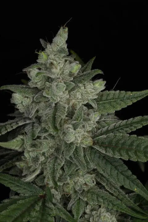 Snowblower Feminized Cannabis Seeds By Twenty20 Mendocino Twenty20 Mendocino