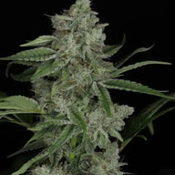 Snowblower Feminized Cannabis Seeds By Twenty20 Mendocino Twenty20 Mendocino