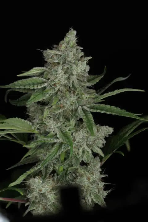 Snowblower Feminized Cannabis Seeds By Twenty20 Mendocino Twenty20 Mendocino