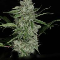 Snowblower Feminized Cannabis Seeds By Twenty20 Mendocino Twenty20 Mendocino