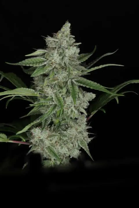 Snowblower Feminized Cannabis Seeds By Twenty20 Mendocino Twenty20 Mendocino