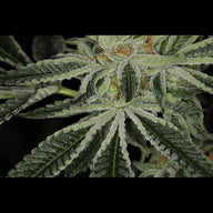 Snowday Feminized Cannabis Seeds By Twenty20 Mendocino Twenty20 Mendocino