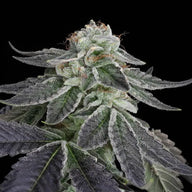 Snowday Feminized Cannabis Seeds By Twenty20 Mendocino Twenty20 Mendocino