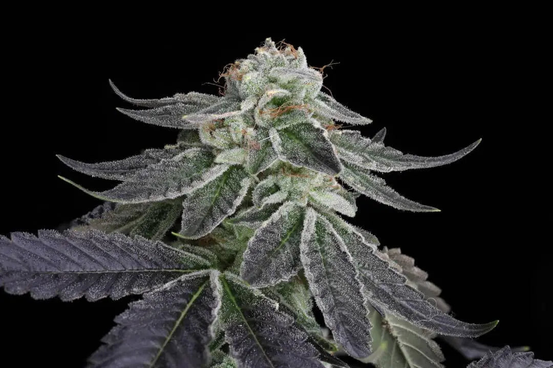 Snowday Feminized Cannabis Seeds By Twenty20 Mendocino Twenty20 Mendocino