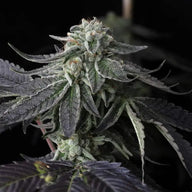 Snowday Feminized Cannabis Seeds By Twenty20 Mendocino Twenty20 Mendocino