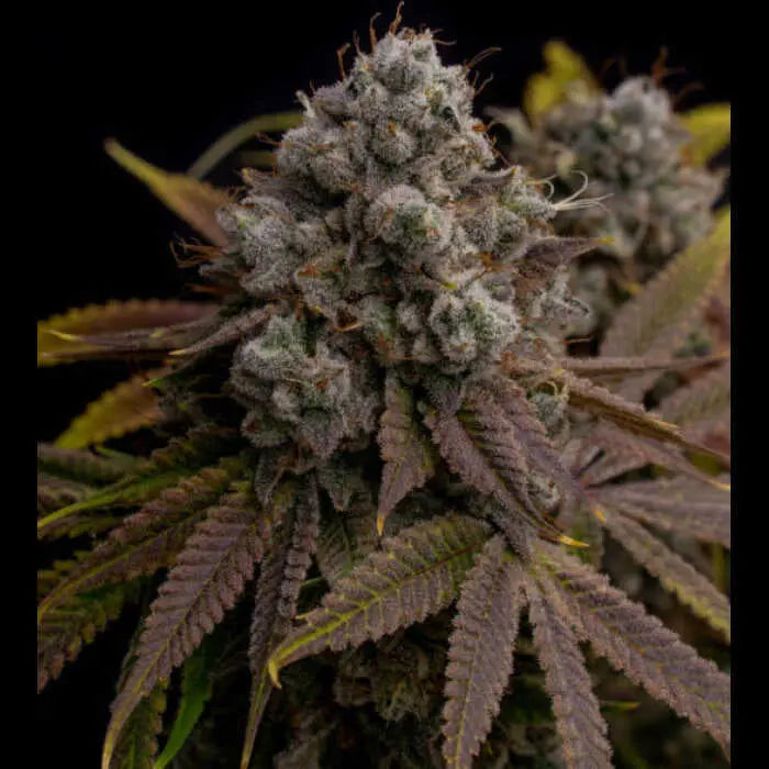 Snowday Feminized Cannabis Seeds By Twenty20 Mendocino Twenty20 Mendocino