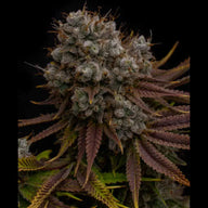 Snowday Feminized Cannabis Seeds By Twenty20 Mendocino Twenty20 Mendocino