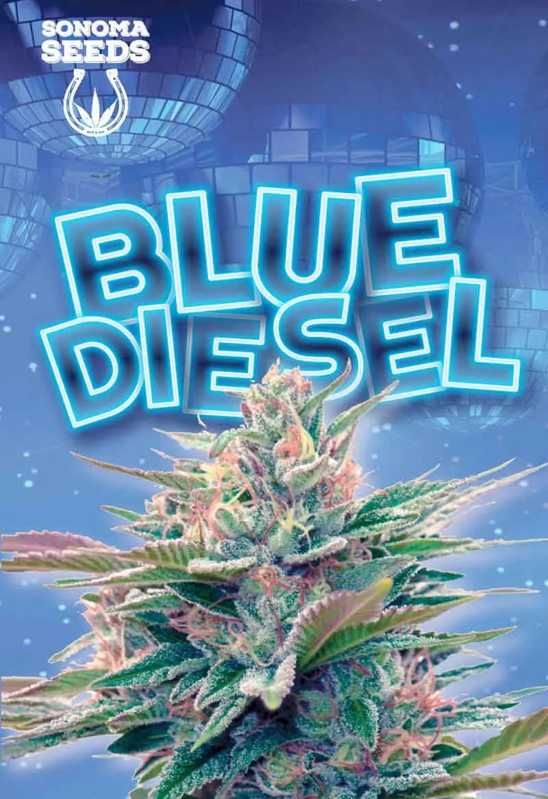 Sonoma Seeds Blue Diesel Autoflower Cannabis Seeds, Pack of 5 Sonoma Seeds