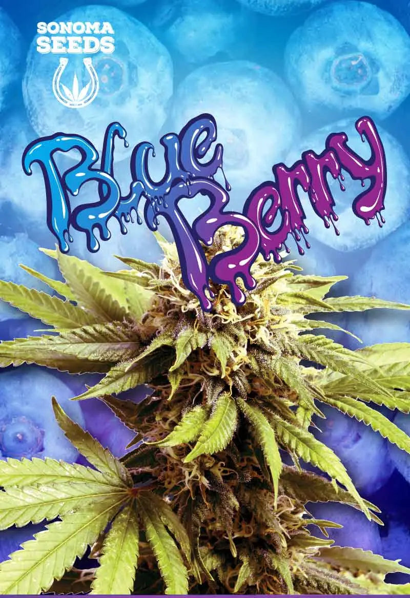 Sonoma Seeds Blueberry OG Feminized Cannabis Seeds, Pack of 5 Sonoma Seeds