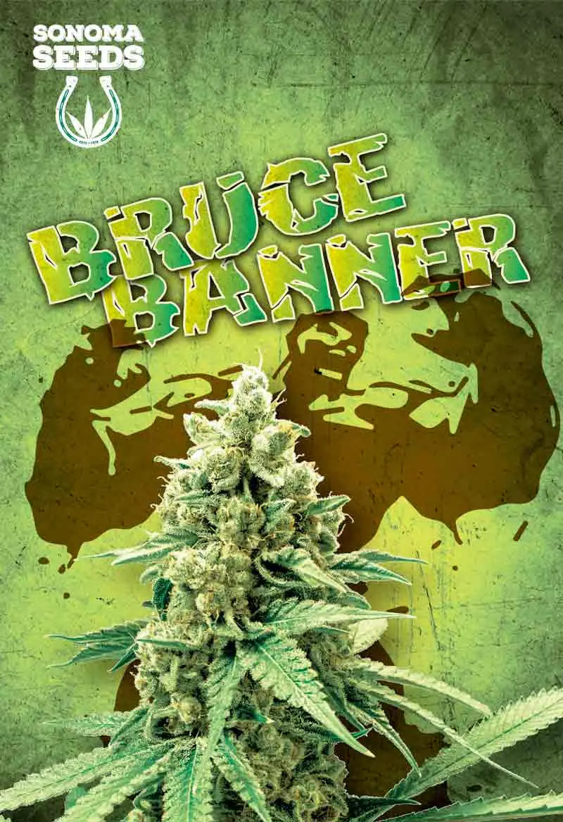 Sonoma Seeds Bruce Banner Feminized Cannabis Seeds, Pack of 5 Sonoma Seeds