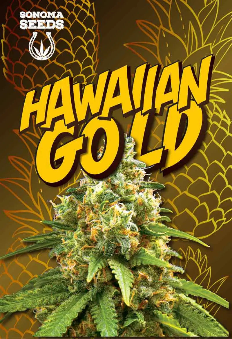 Sonoma Seeds Hawaiian Gold Autoflower Cannabis Seeds, Pack of 5 Sonoma Seeds