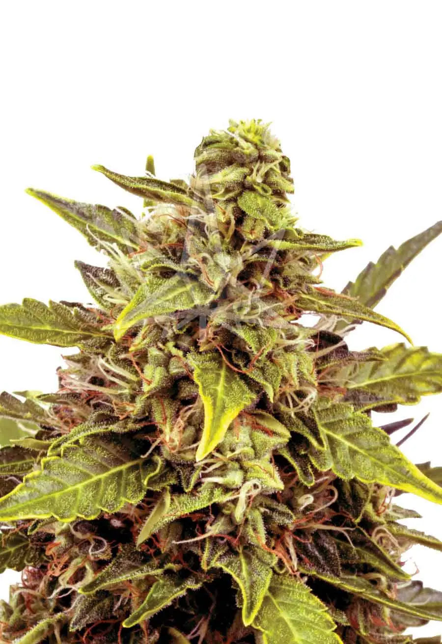 Sonoma Seeds Juicy Fruit Autoflower Cannabis Seeds, Pack of 5 Sonoma Seeds