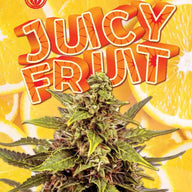 Sonoma Seeds Juicy Fruit Autoflower Cannabis Seeds, Pack of 5 Sonoma Seeds