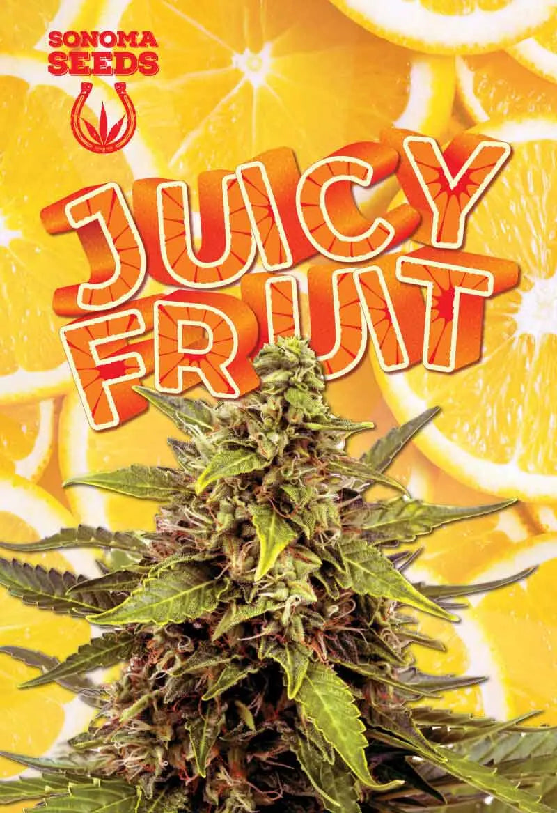 Sonoma Seeds Juicy Fruit Autoflower Cannabis Seeds, Pack of 5 Sonoma Seeds