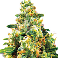 Sonoma Seeds LA Confidential Feminized Cannabis Seeds, Pack of 5 Sonoma Seeds